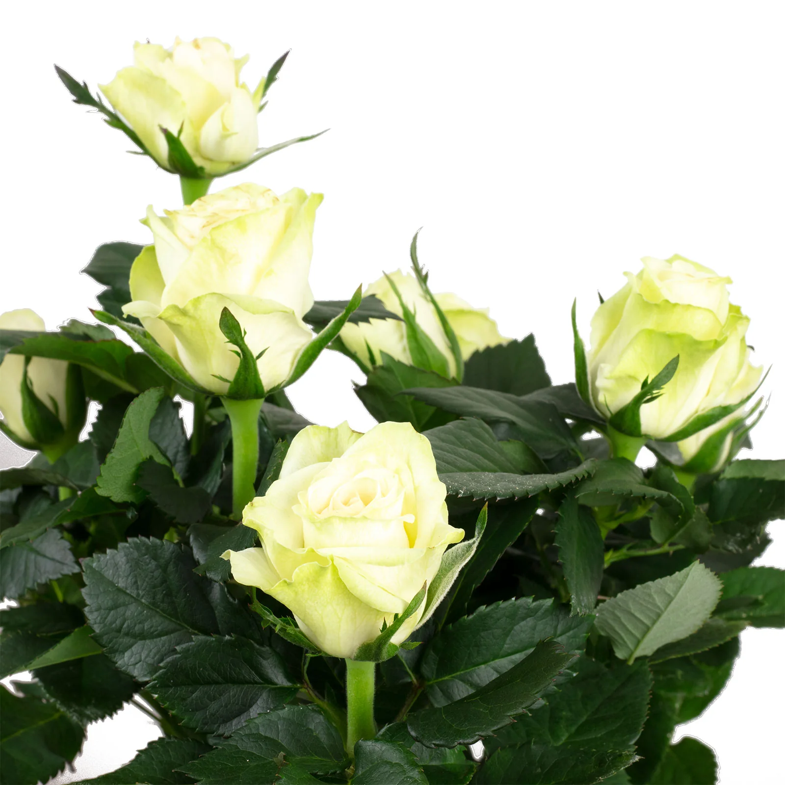 Rose weiß - Rosa - Höhe ca. 36 cm, Topf-Ø 13 cm - Image 2