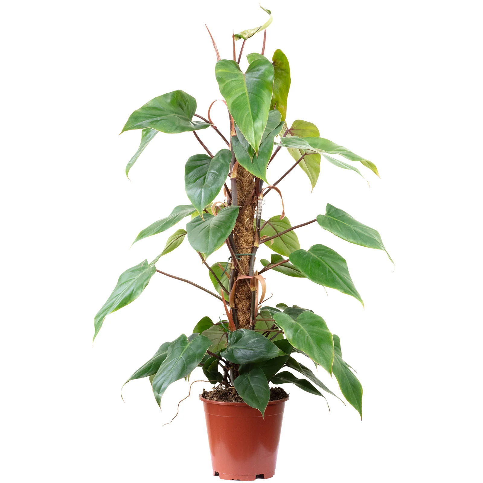 Roter Baumfreund - Philodendron Red Emerald - Höhe ca. 80 cm, Topf-Ø 19 cm