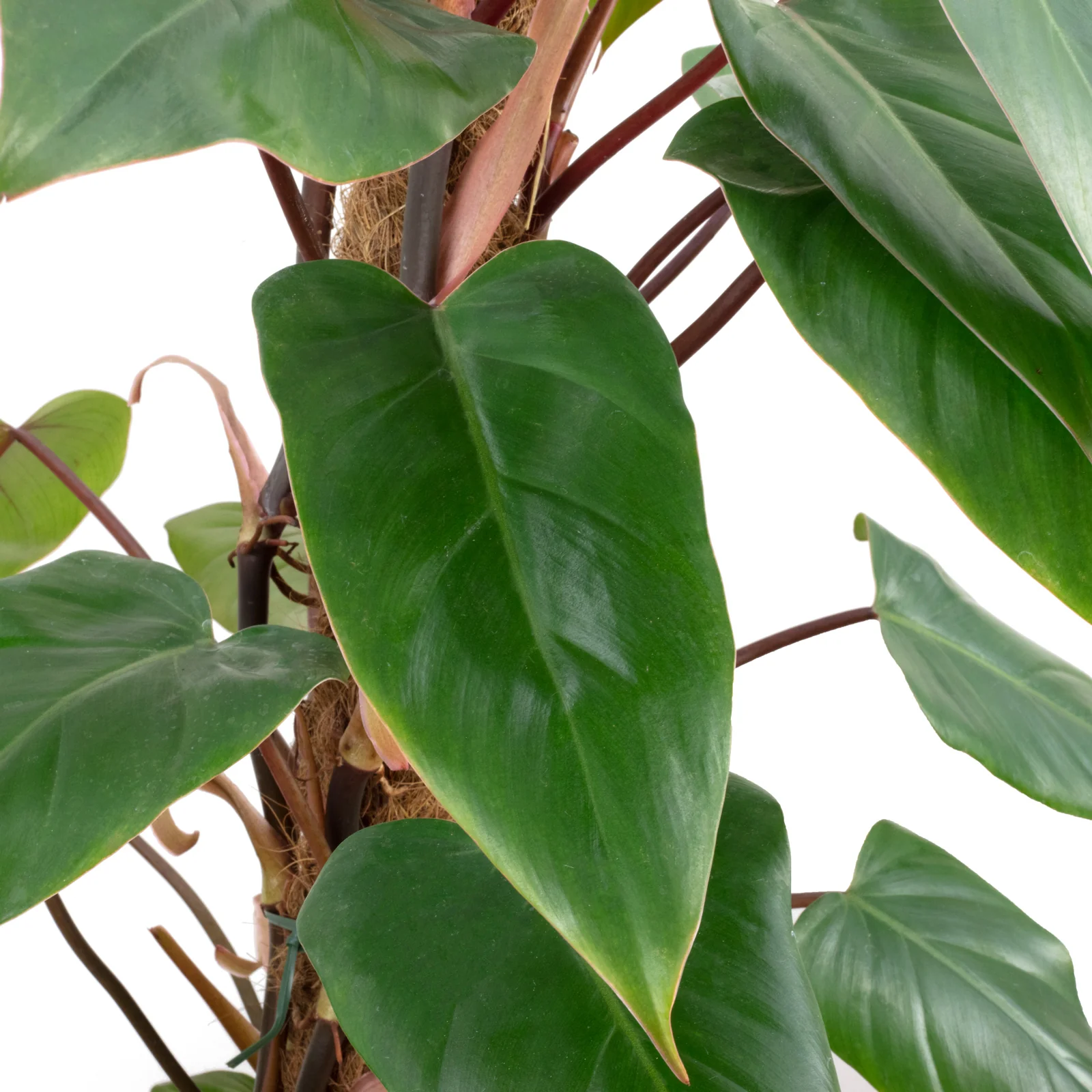 Roter Baumfreund - Philodendron Red Emerald - Höhe ca. 80 cm, Topf-Ø 19 cm - Image 2