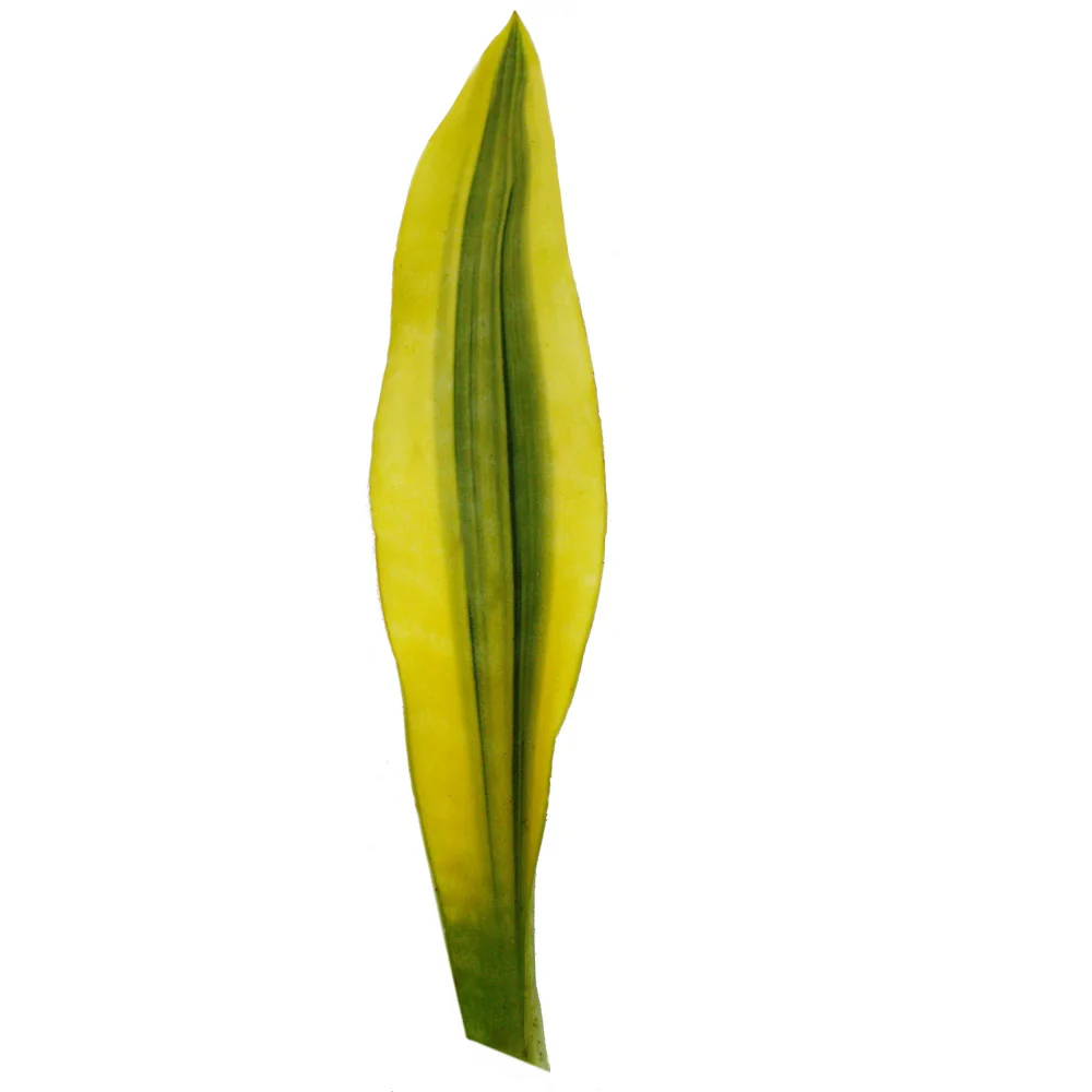 Sansevieria aubrytiana "Yellowstone" - Goldener Bogenhanf mit ausgefallener Blattfärbung - 14cm Topf - Image 3