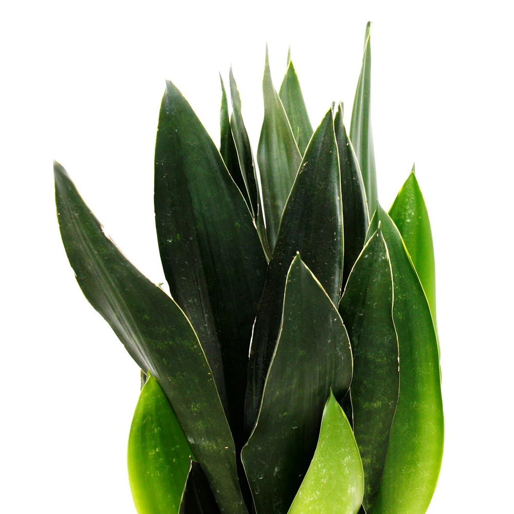 Sansevieria trifasciata Black Diamond schwarzer Bogenhanf Solitärpflanze im 14cm Topf ca. 45cm hoch - Image 2
