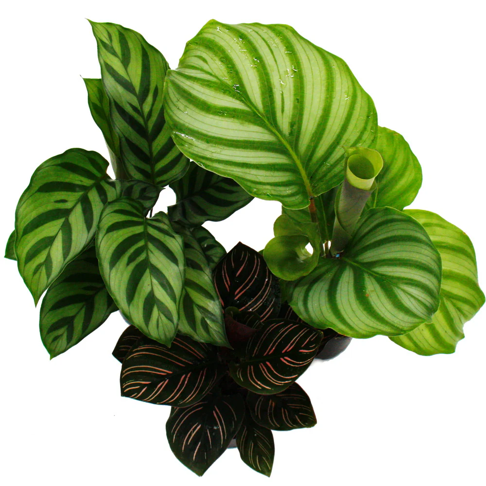 Schattenpflanzen 3er Set - mit ausgefallenem Blattmuster - Calathea - 7cm Topf - ca. 20cm hoch - Image 2