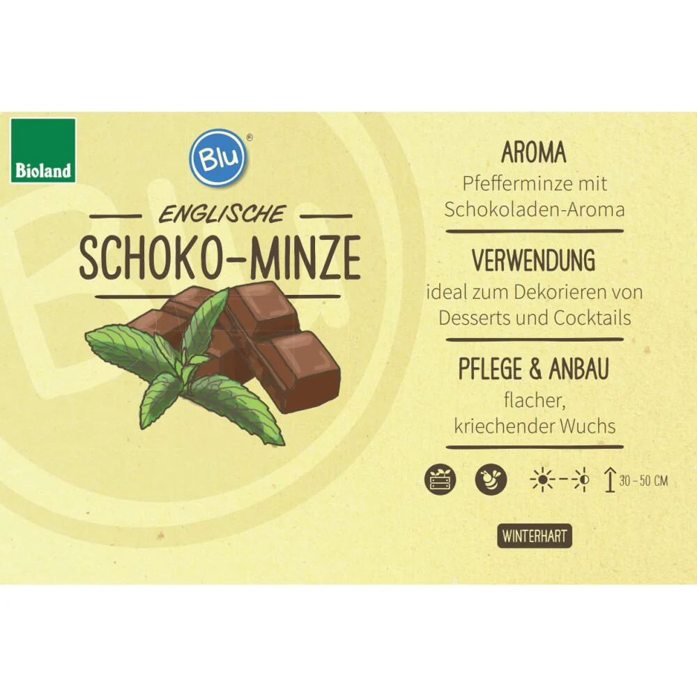 Schoko-Minze in BIO-Qualität - Mentha x piperita - Kräuterpflanze im 12cm Topf - Image 2