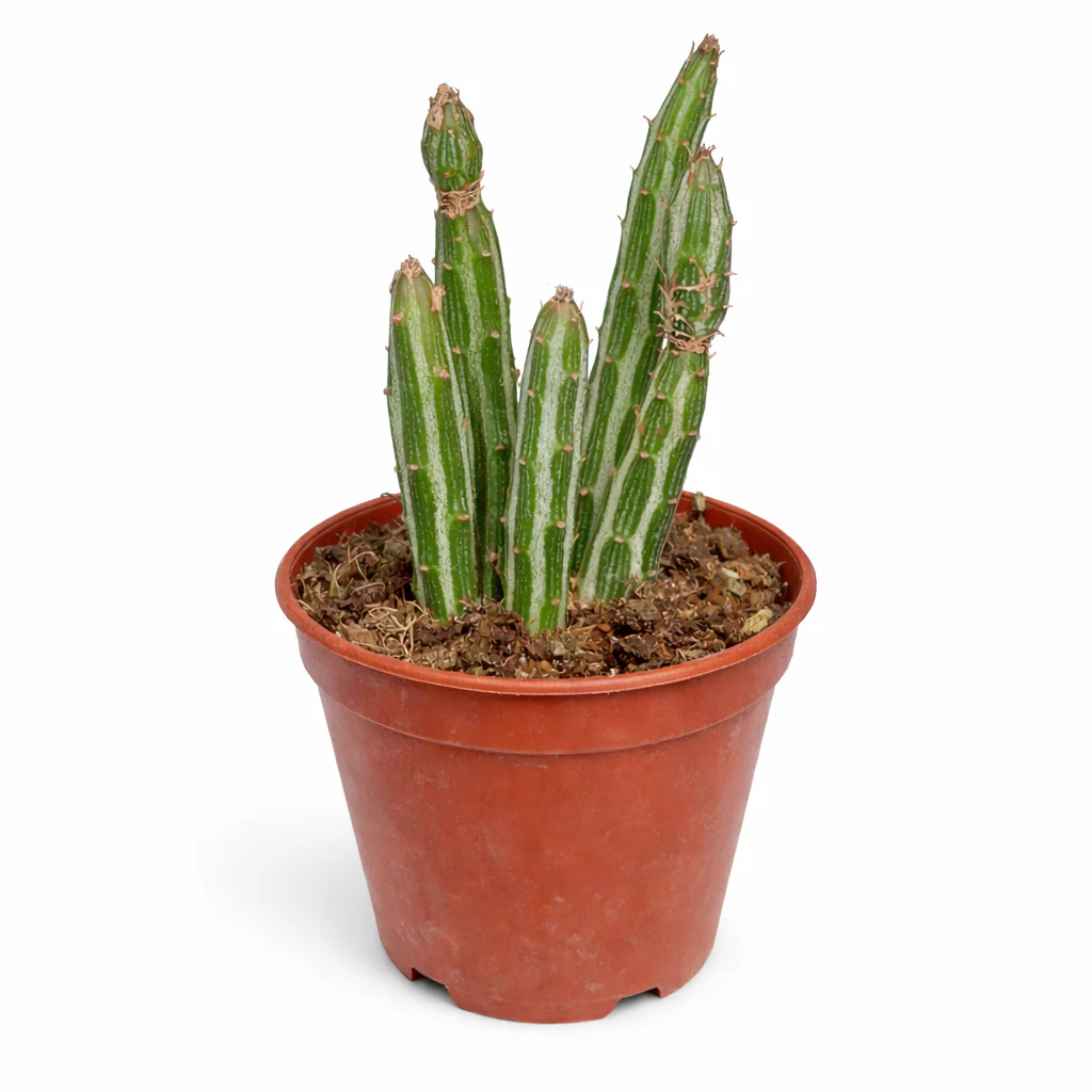 Senecio stapeliformis - Zuckerstangen-Sukkulente - Rarität - 6,5cm Topf - 15cm hoch - Image 2