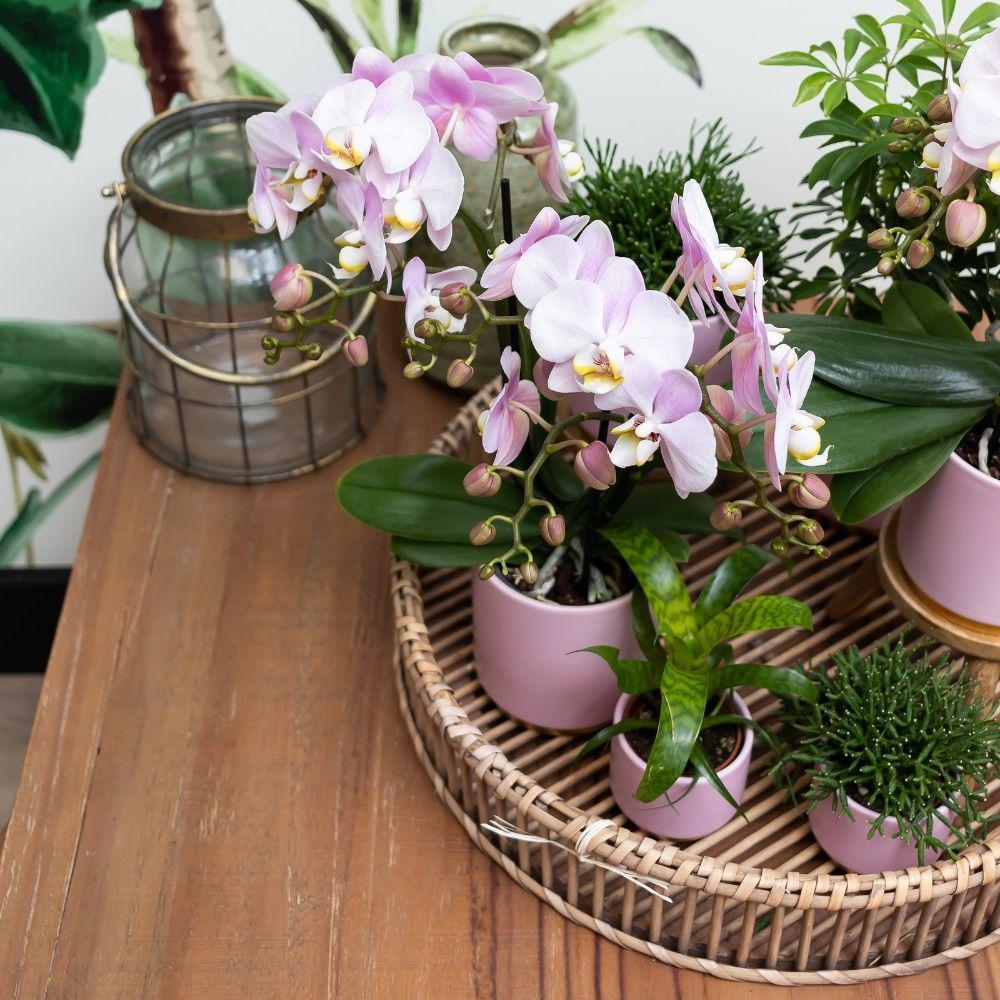 Set Goldfuß rosa Grünes Pflanzenset mit rosa Phalaenopsis Orchidee inkl. Ziertöpfen - Image 2