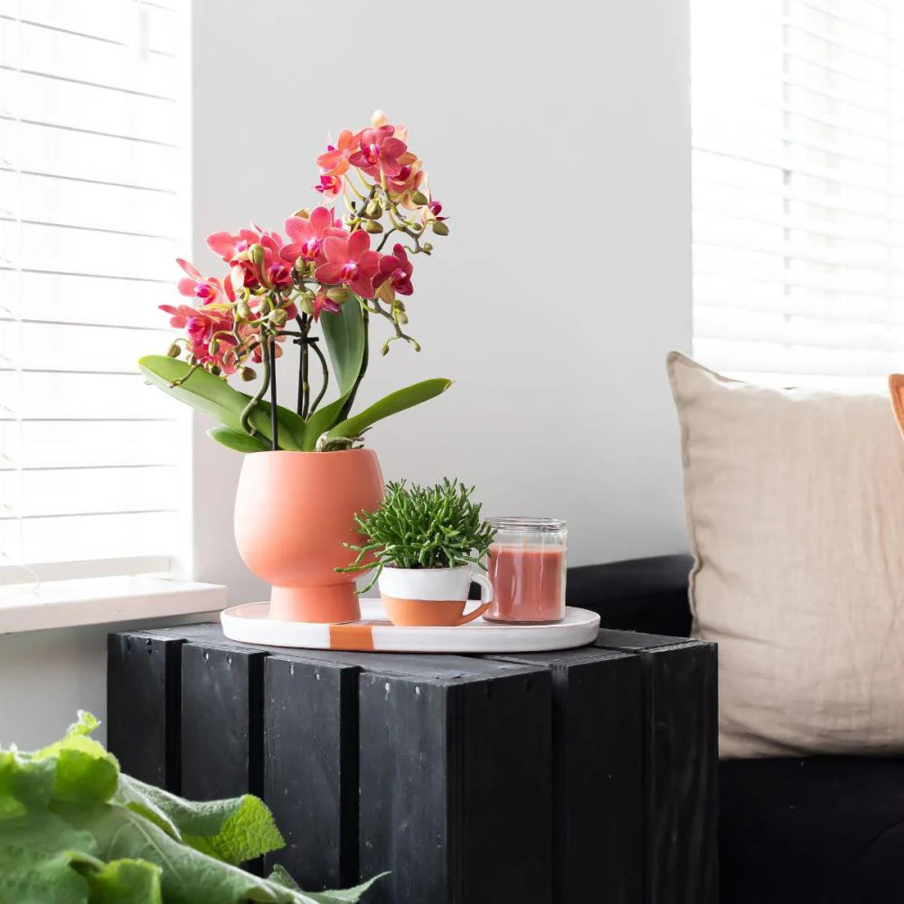 Set Scandic - mit oranger Phalaenopsis Orchidee und Rhipsalis inkl. Keramiktöpfe 9cm - Image 2