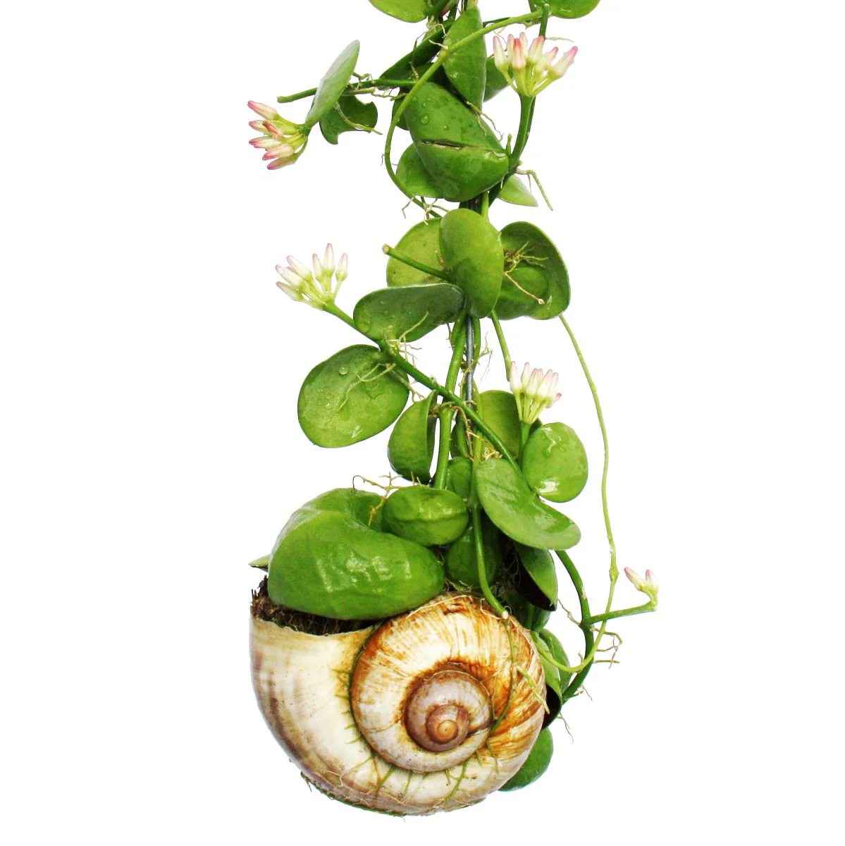 Snaily - Die Schneckenhauspflanze - Dischidia pectenoides - im Acrylglas-Zylinder - Image 3