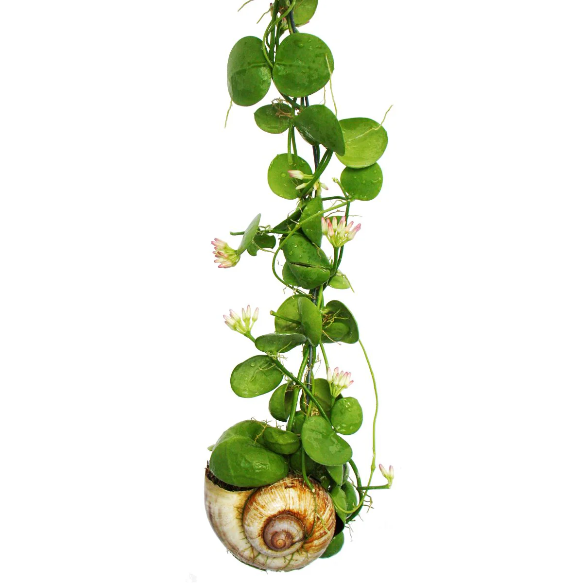 Snaily - Die Schneckenhauspflanze - Dischidia pectenoides - im Acrylglas-Zylinder - Image 4
