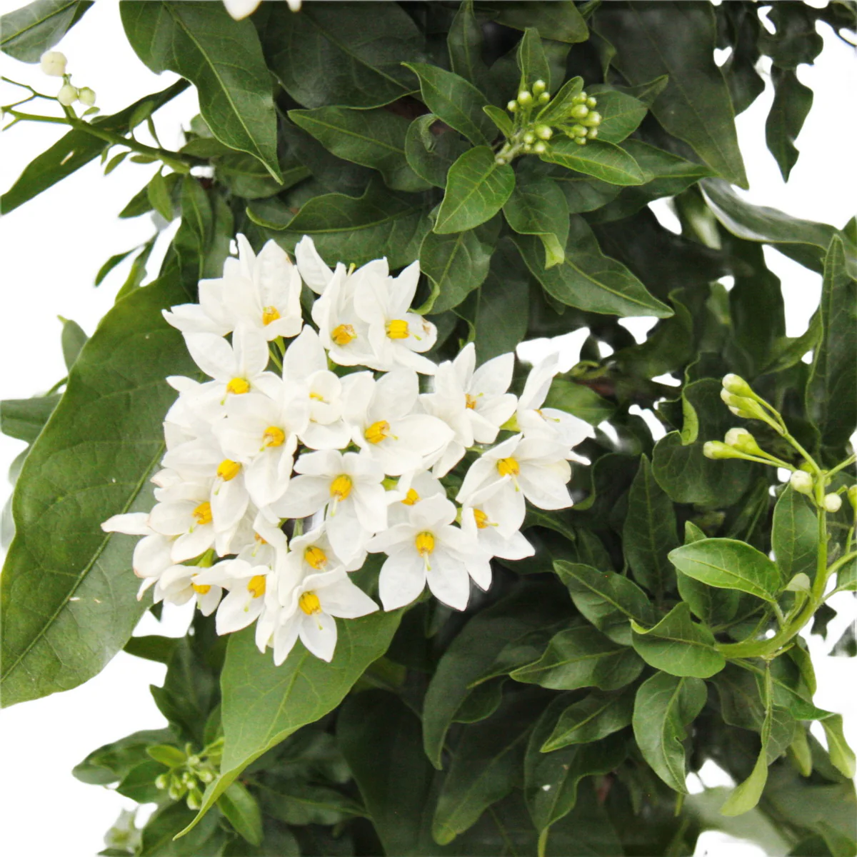 Solanum jasminoides - Sommerjasmin - 19cm Topf - ca. 75cm - weiß - Image 3