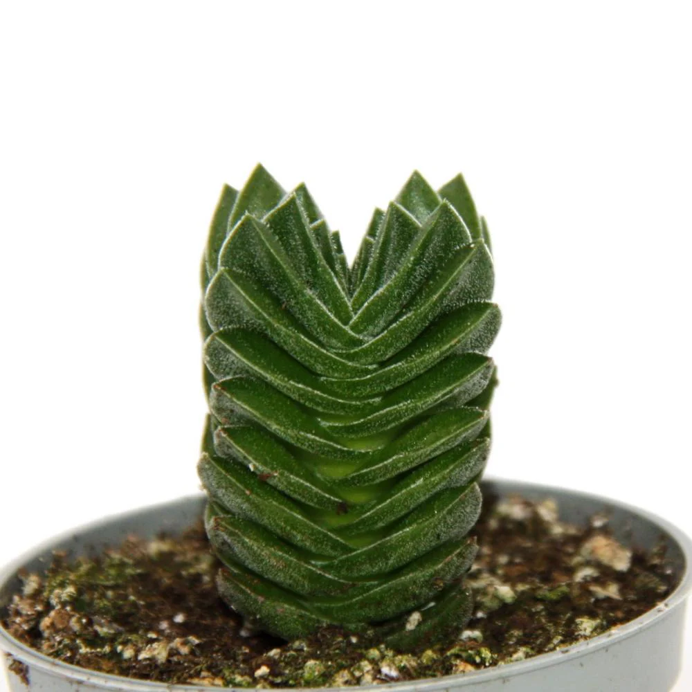 Succulente - Crassula Buddha's Temple - mini feuilles épaisses - pot de 6cm - Image 2