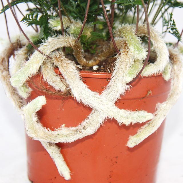 Tarantel-Farn, Vogelspinnen-Farn,Spinnenfarn, Humata tyermannii, Davallia, 12cm Topf - Image 2