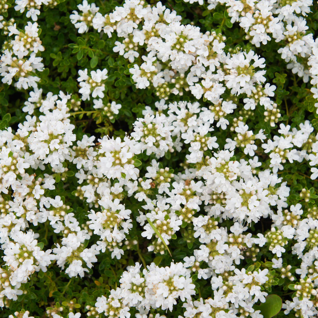 Thymus praecox "Albiflorus" - Frühblühender Thymian - 9cm Topf - 10-25cm - Set mit 6 Pflanzen - Image 3