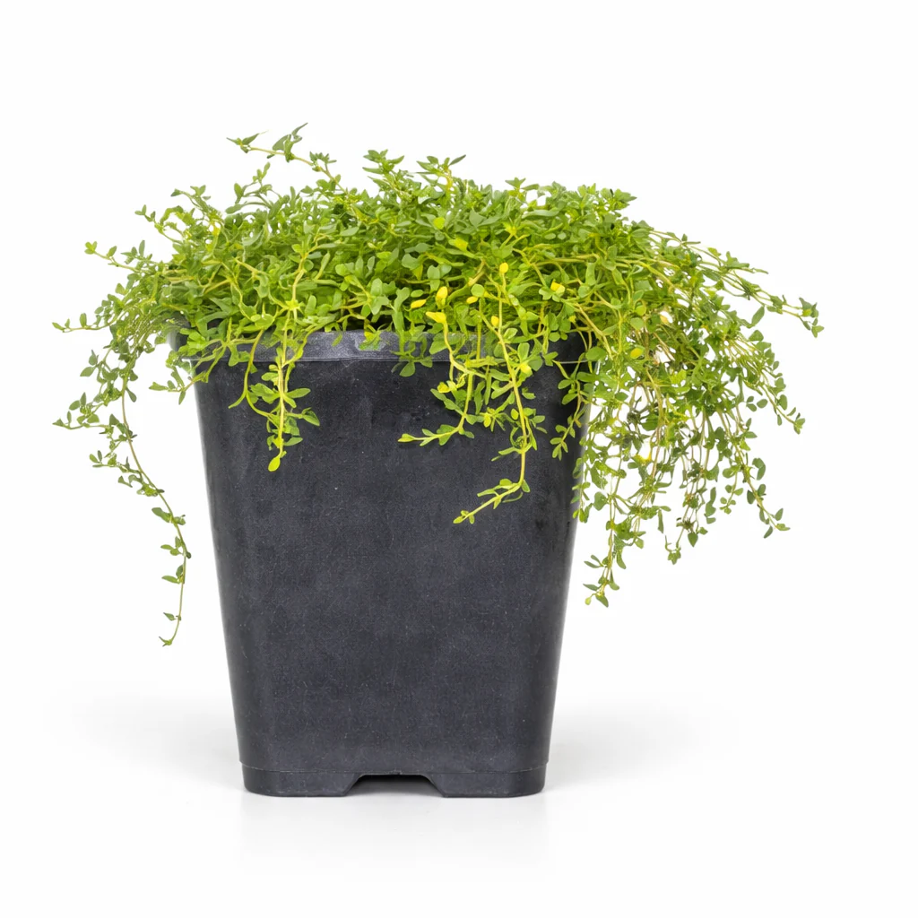 Thymus praecox "Albiflorus" - Frühblühender Thymian - 9cm Topf - 10-25cm - Set mit 60 Pflanzen - Image 2