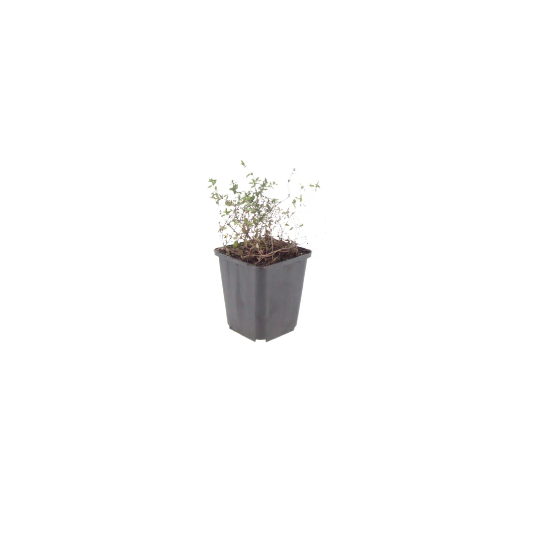 Thymus vulgaris - echter Thymian - 9cm Topf - 10-25cm - Set mit 48 Pflanzen - Image 2