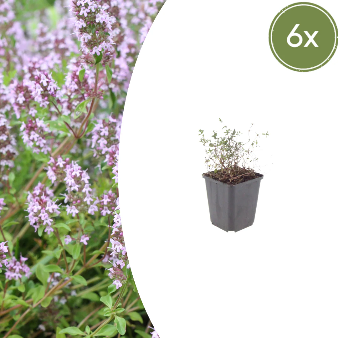 Thymus vulgaris - echter Thymian - 9cm Topf - 10-25cm - Set mit 6 Pflanzen