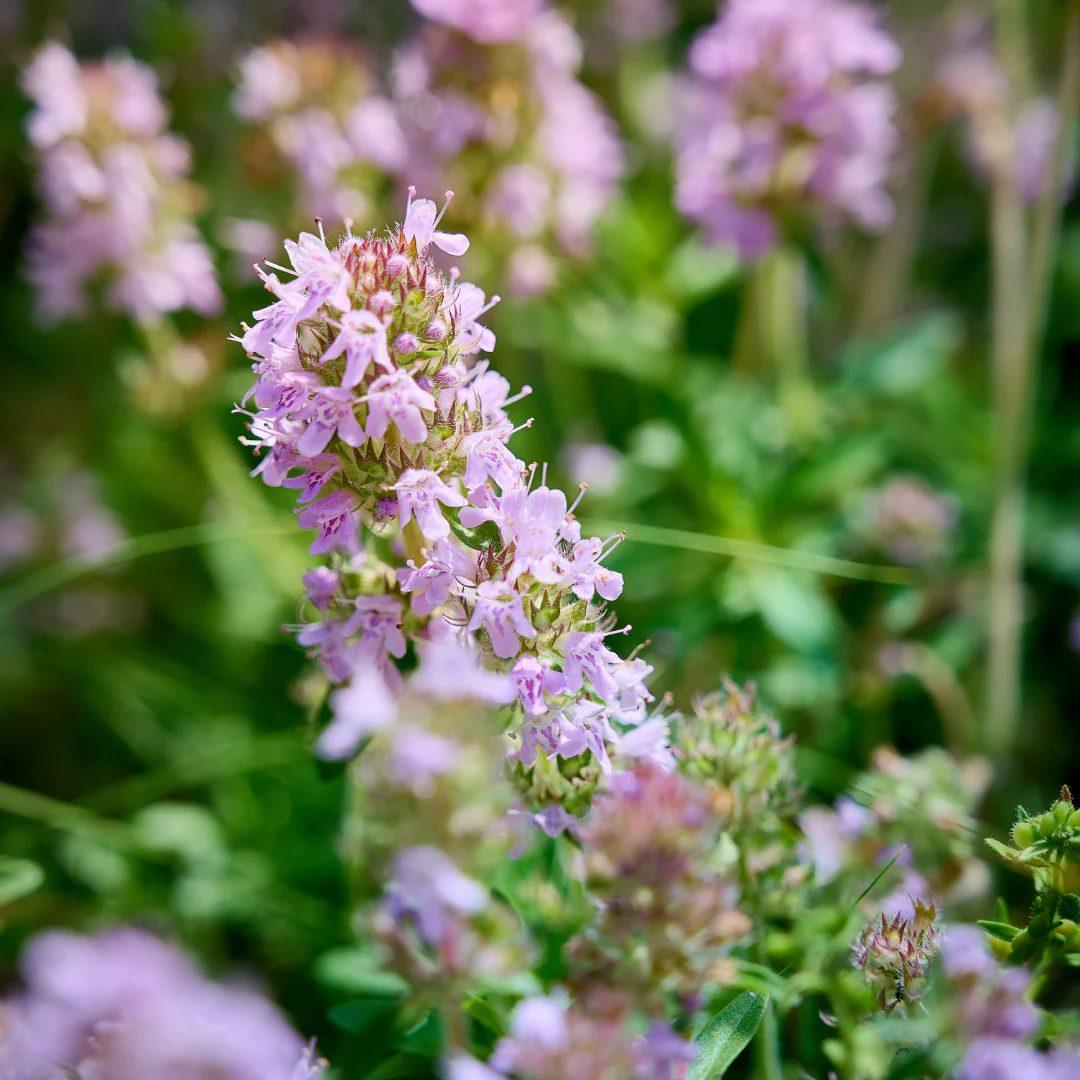 Thymus vulgaris - echter Thymian - 9cm Topf - 10-25cm - Set mit 6 Pflanzen - Image 3