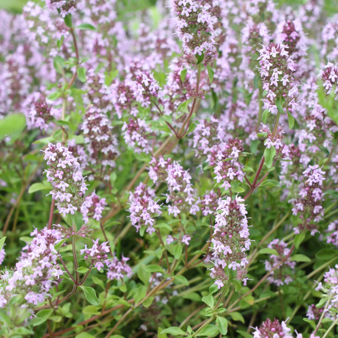 Thymus vulgaris - echter Thymian - 9cm Topf - 10-25cm - Set mit 6 Pflanzen - Image 4