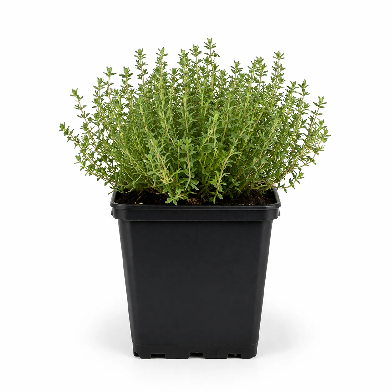 Thymus vulgaris - echter Thymian - 9cm Topf - 10-25cm - Set mit 6 Pflanzen - Image 6