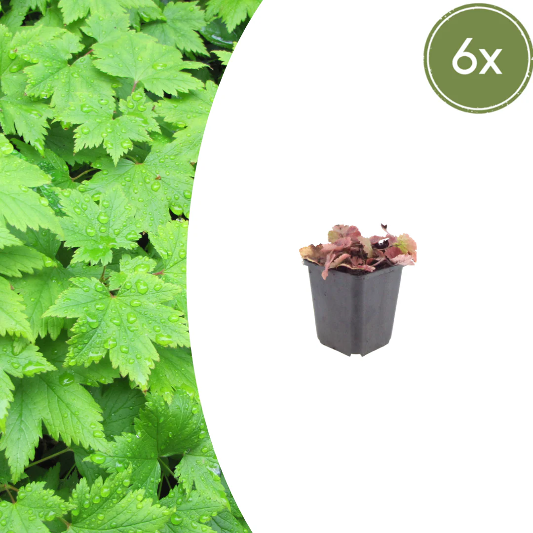 Tiarella cordifolia - Herzblättrige Schaumblüte - 9cm Topf - 15-25cm hoch - Set mit 6 Pflanzen