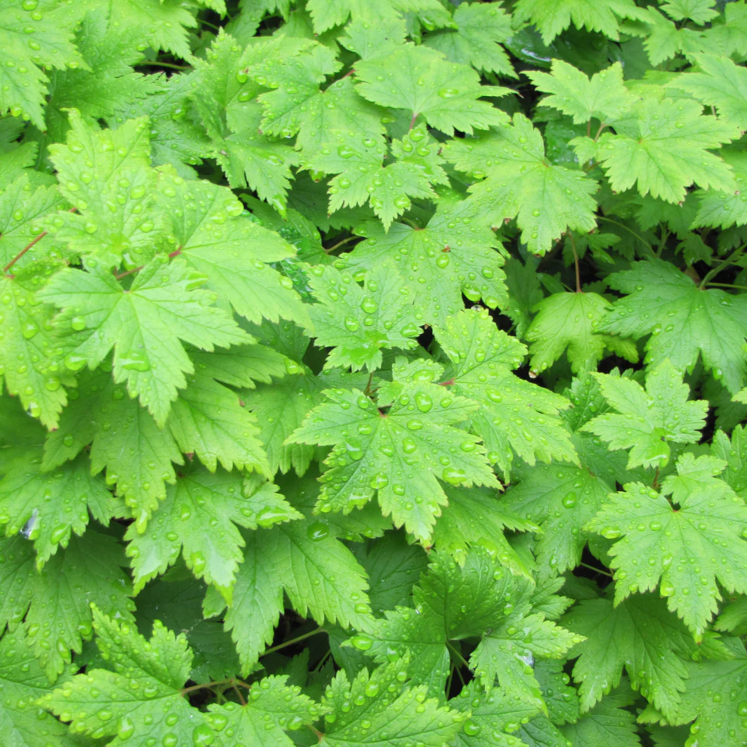 Tiarella cordifolia - Herzblättrige Schaumblüte - 9cm Topf - 15-25cm hoch - Set mit 6 Pflanzen - Image 4