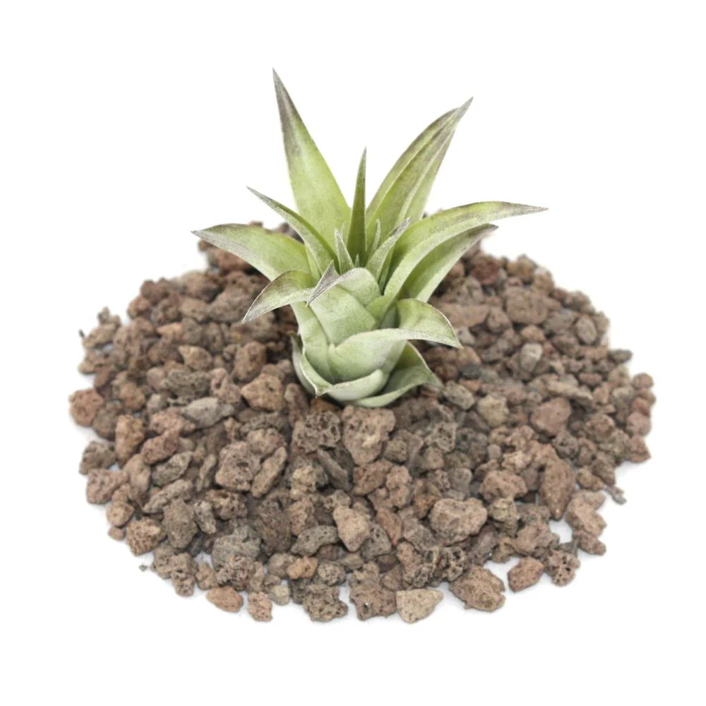 Tillandsia brachycaulos mutliflora - petite plante en vrac - Image 2