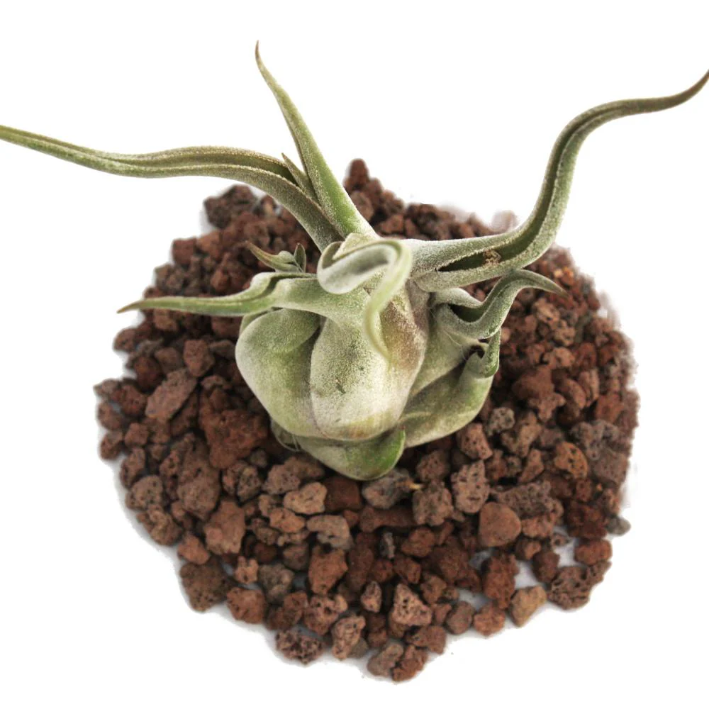 Tillandsia caput-medusae - lose Pflanze - gross - Image 2