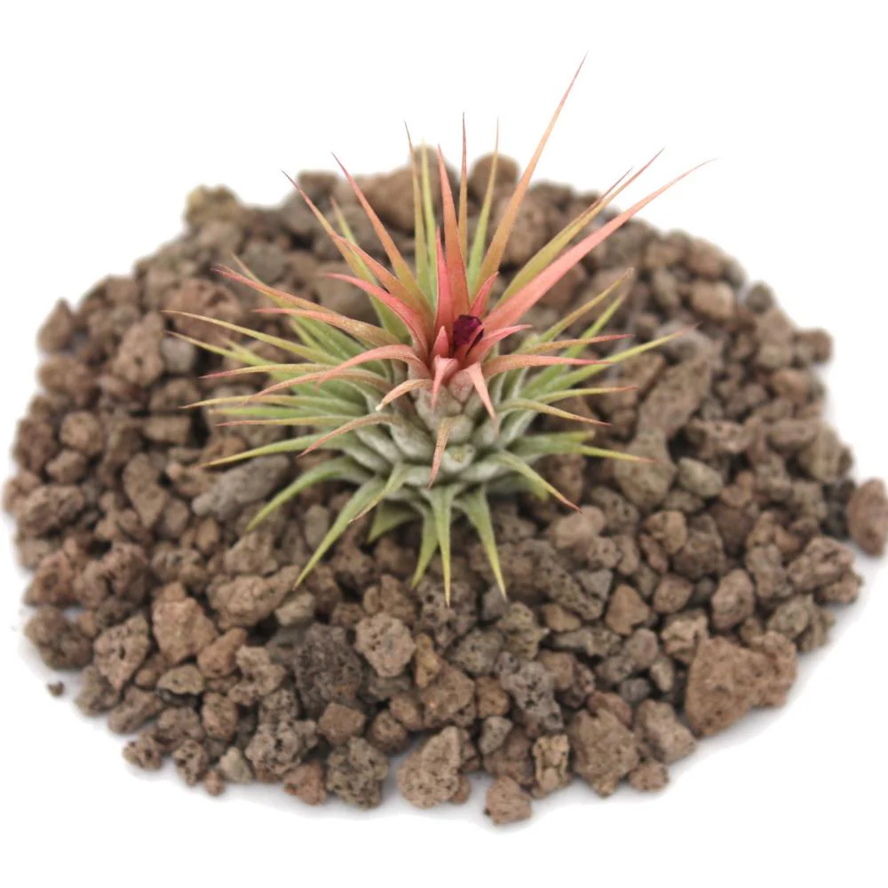 Tillandsia ionantha ionantha - lose Pflanze - Image 2