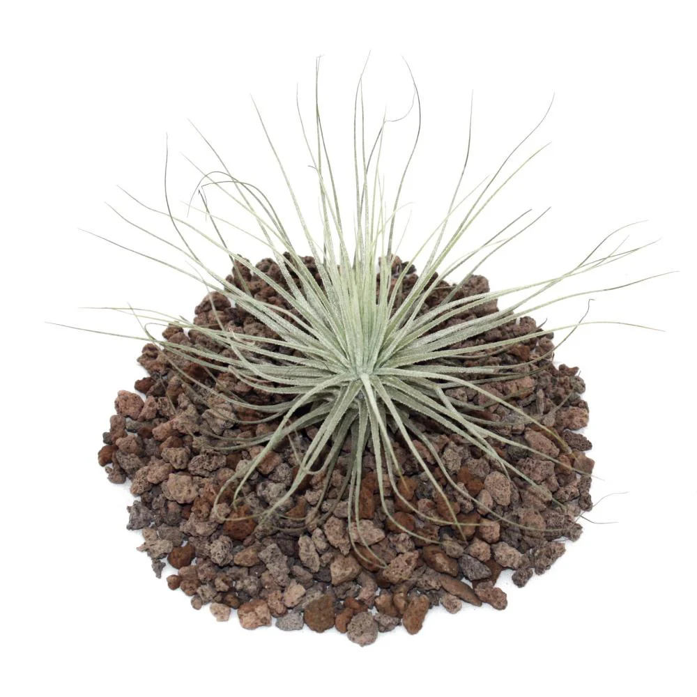 Tillandsia magnusiana - lose Pflanze - Image 2