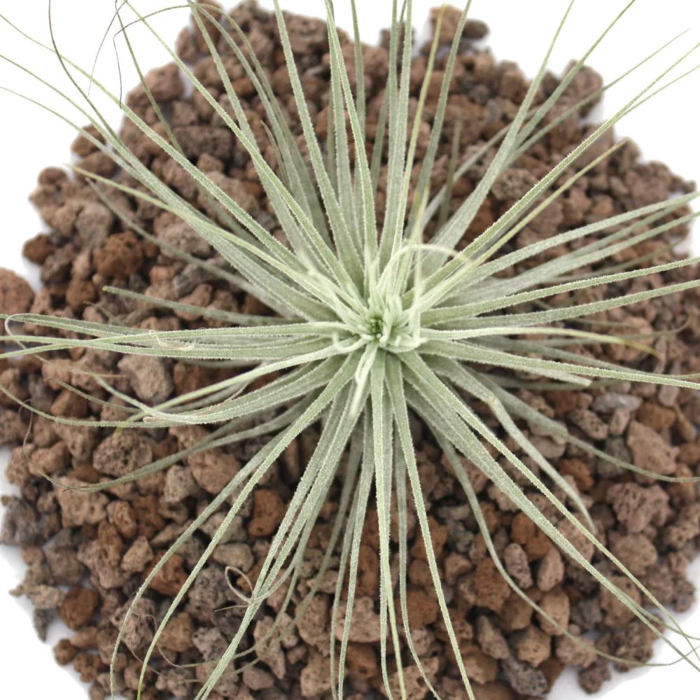 Tillandsia magnusiana - lose Pflanze - Image 3