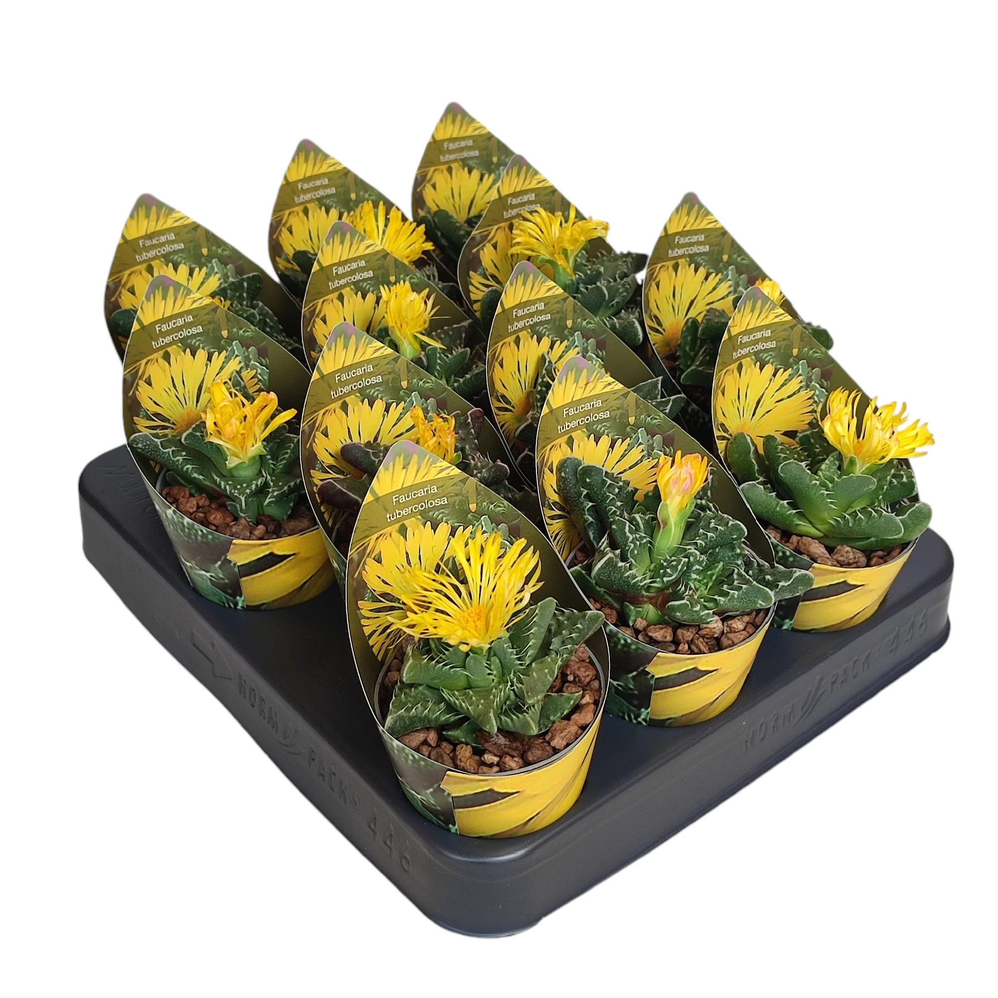 Titanopsus calcarea - Mittagsblume - Rarität - 6,5cm Topf - 15cm hoch - Image 3