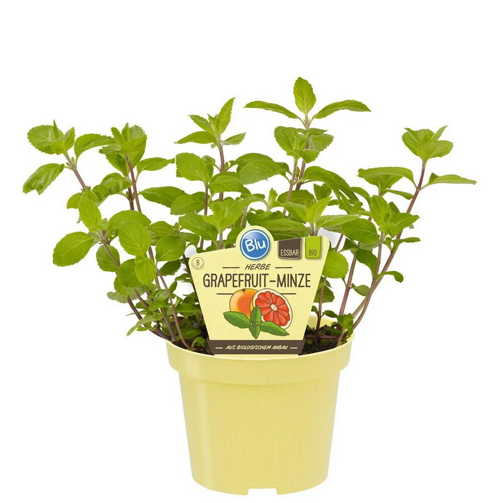 Ungewöhnliche Minze-Sorten Set mit 3 Pflanzen in BIO-Qualität Schoko HUGO Grapefruit 12cm Topf - Image 2