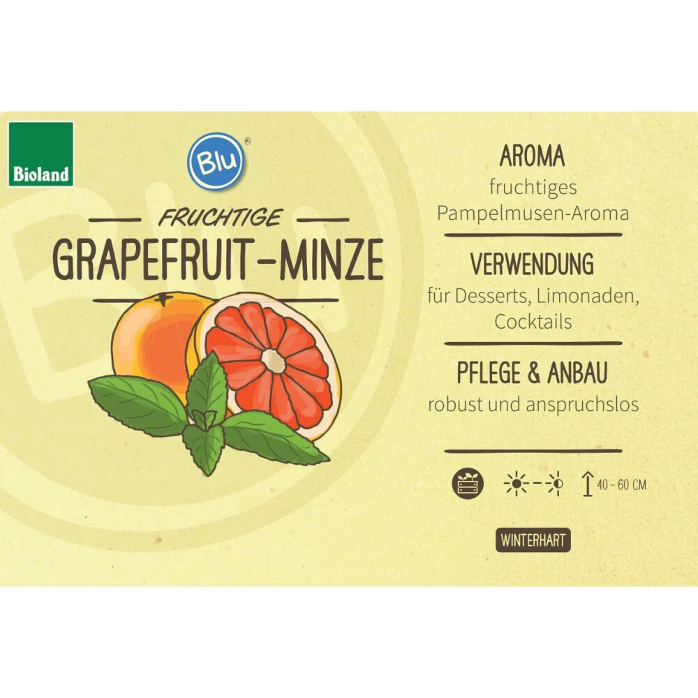 Ungewöhnliche Minze-Sorten Set mit 3 Pflanzen in BIO-Qualität Schoko HUGO Grapefruit 12cm Topf - Image 5