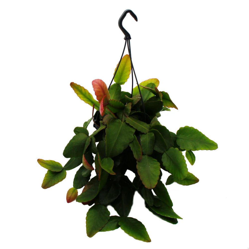 Urban Jungle Elegance Moderne Kakteen-Ampel mit toller Blattstruktur Rhipsalis pachyptera rubra 15cm - Image 2