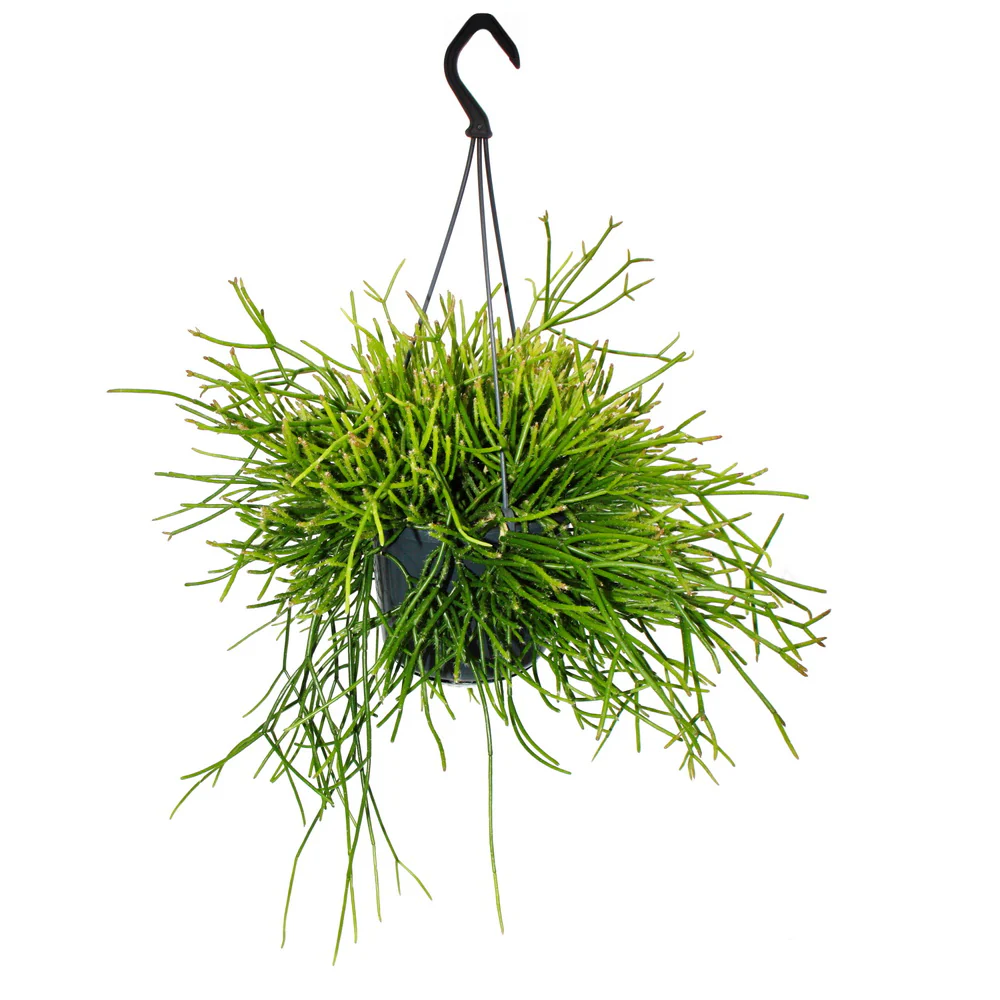 Urban Jungle Elegance - Moderne Kakteen-Ampel mit toller Blattstruktur - Rhipsalis pulchra - 15cm - Image 2