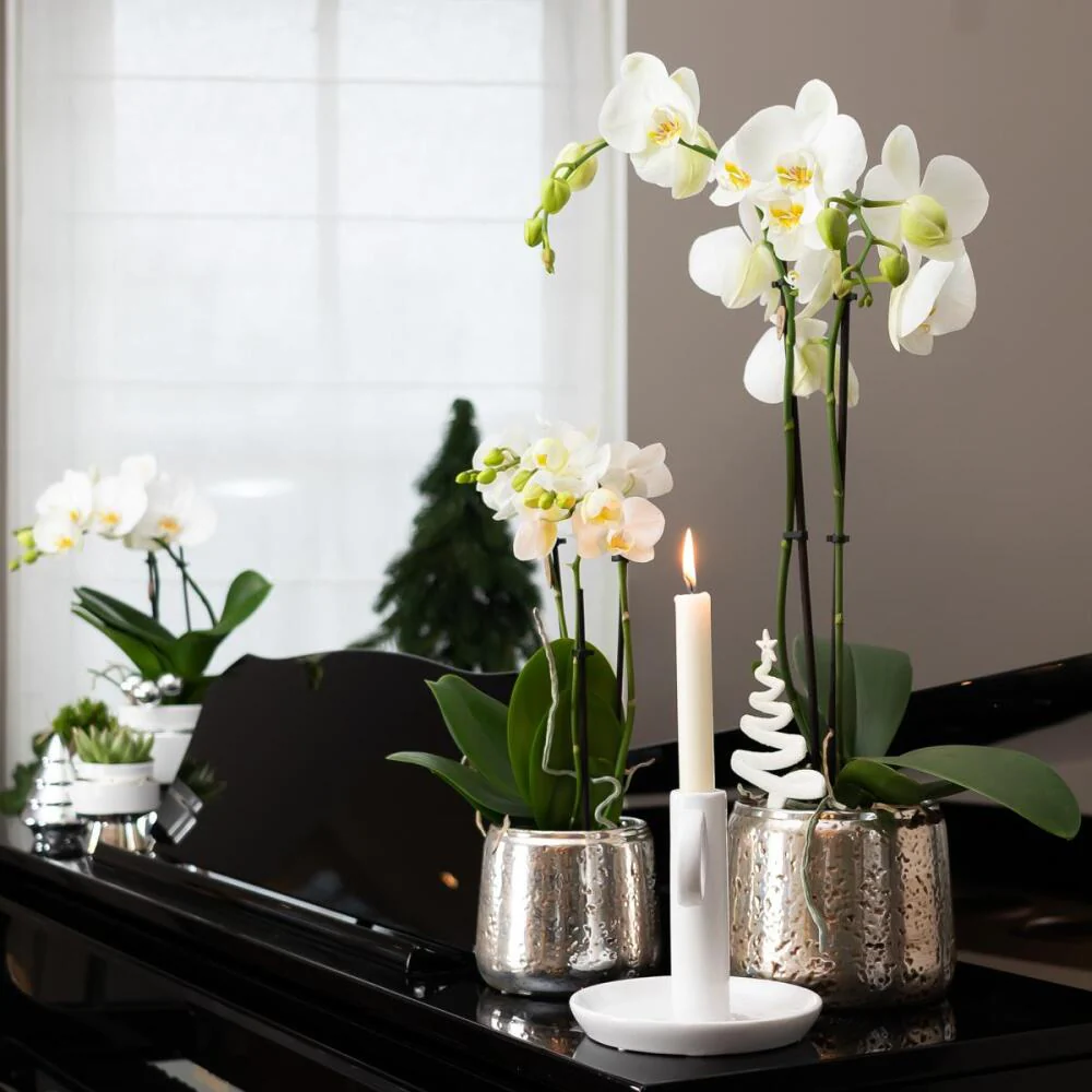 Weiße Phalaenopsis-Orchidee Niagara Fall im silbernen Luxus-Dekotopf - Topf 12cm - Image 3