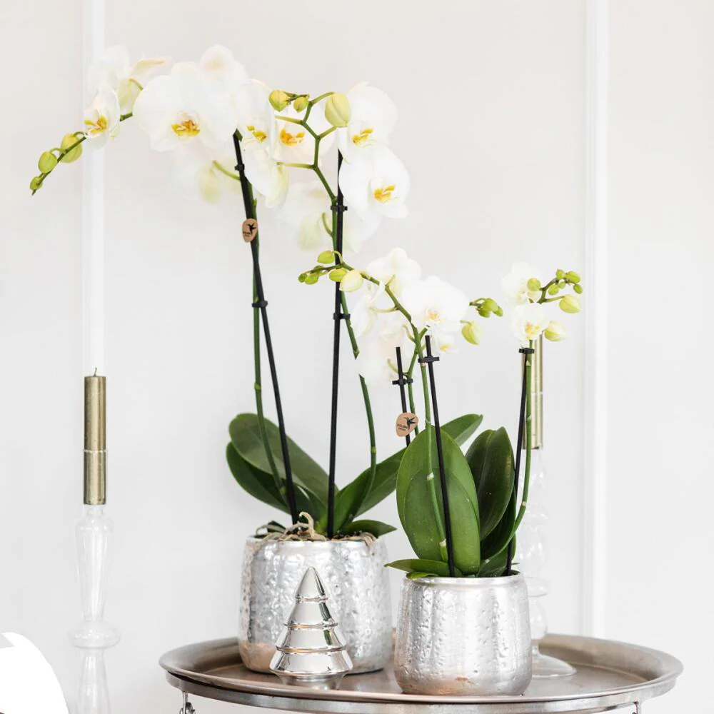 Weiße Phalaenopsis-Orchidee Niagara Fall im silbernen Luxus-Dekotopf - Topf 12cm - Image 4