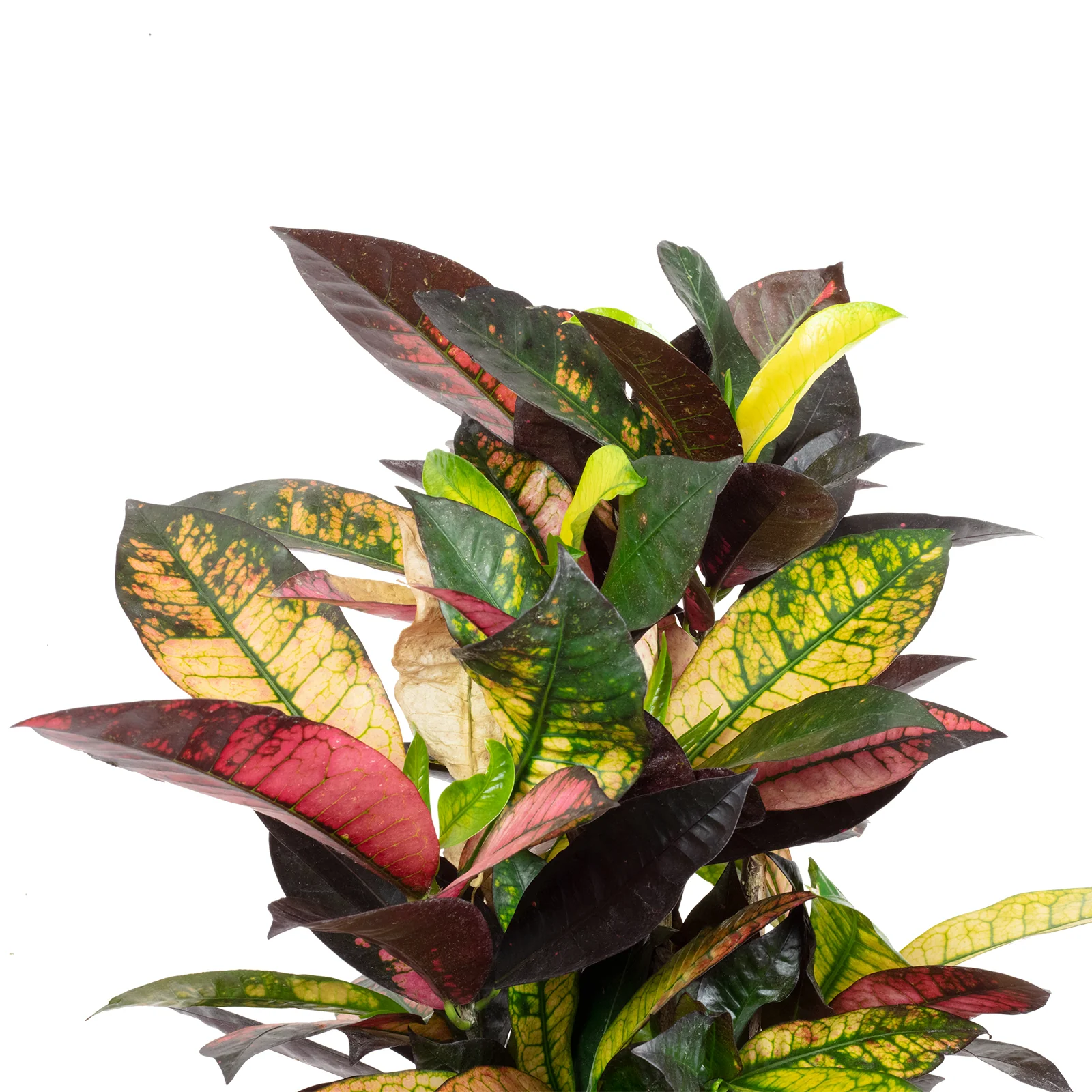 Wunderstrauch - Codiaeum variegatum 'Mrs. Iceton' - Höhe ca. 70 cm, Topf-Ø 21 cm - Image 2