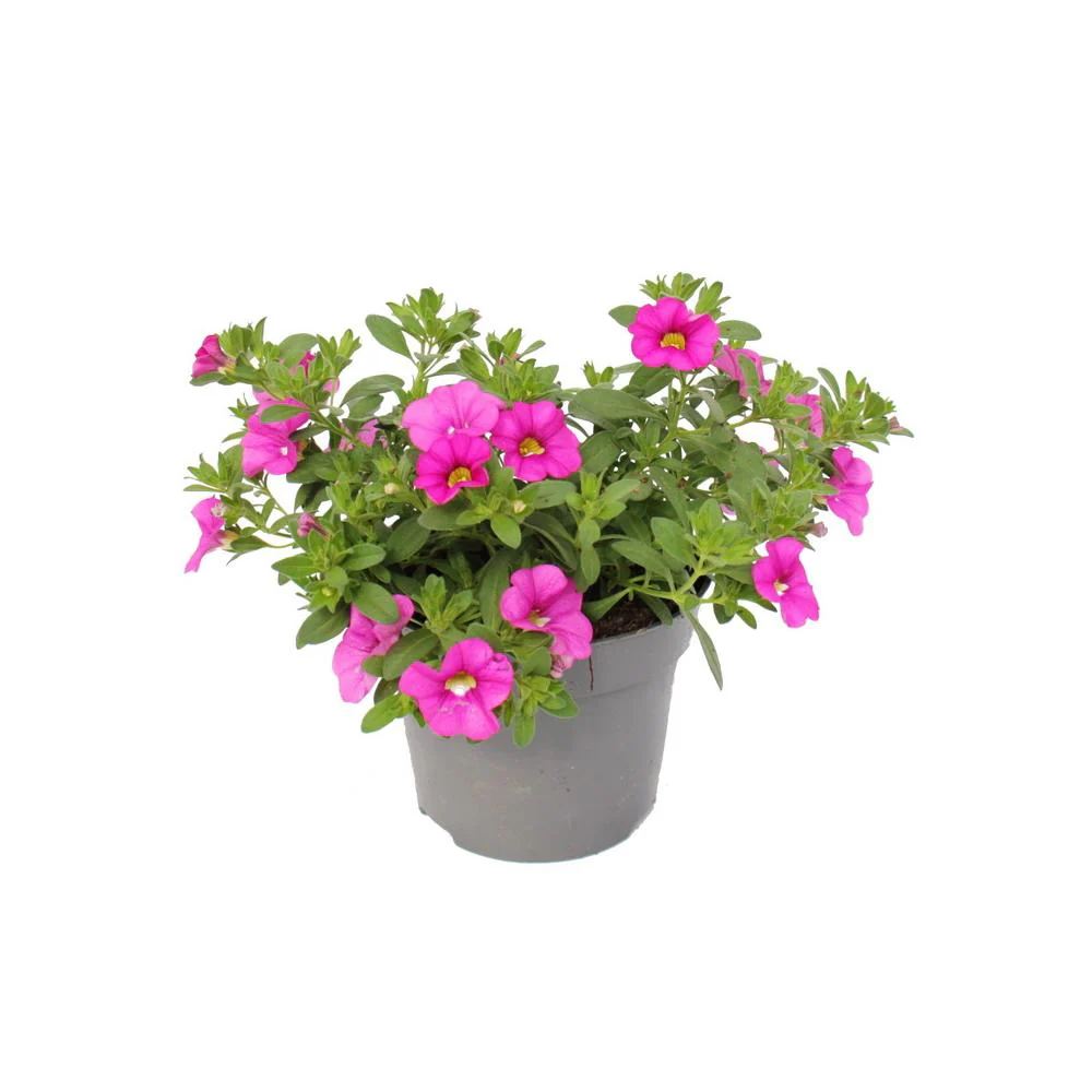 Zauberglöckchen - Minihängepetunie - Calibrachoa - 12cm Topf - Set mit 3 Pflanzen - rosa - Image 2
