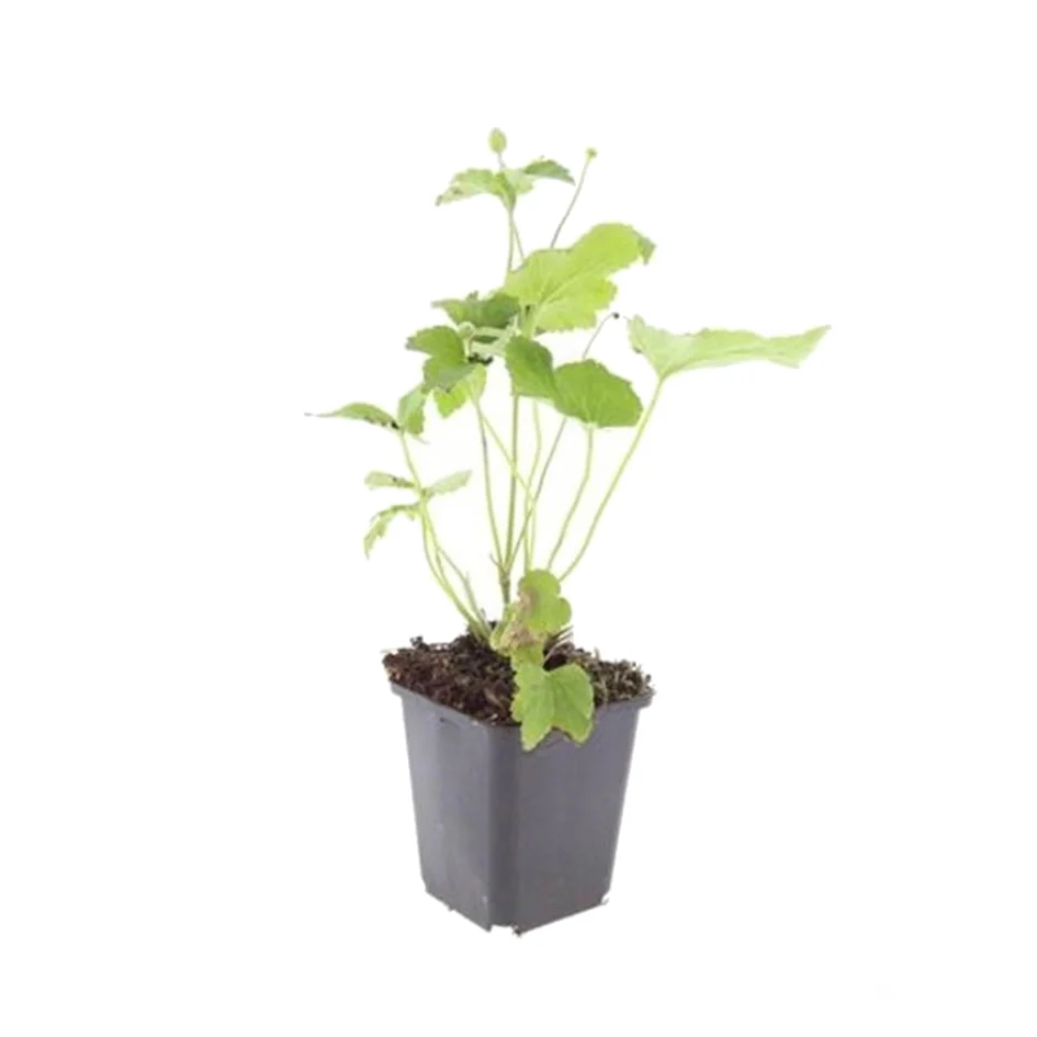 Zierstaude - Herbst-Anemone - Anemone hupehensis 'Honorine Jobert' - 9cm Topf - Set mit 20 Pflanzen