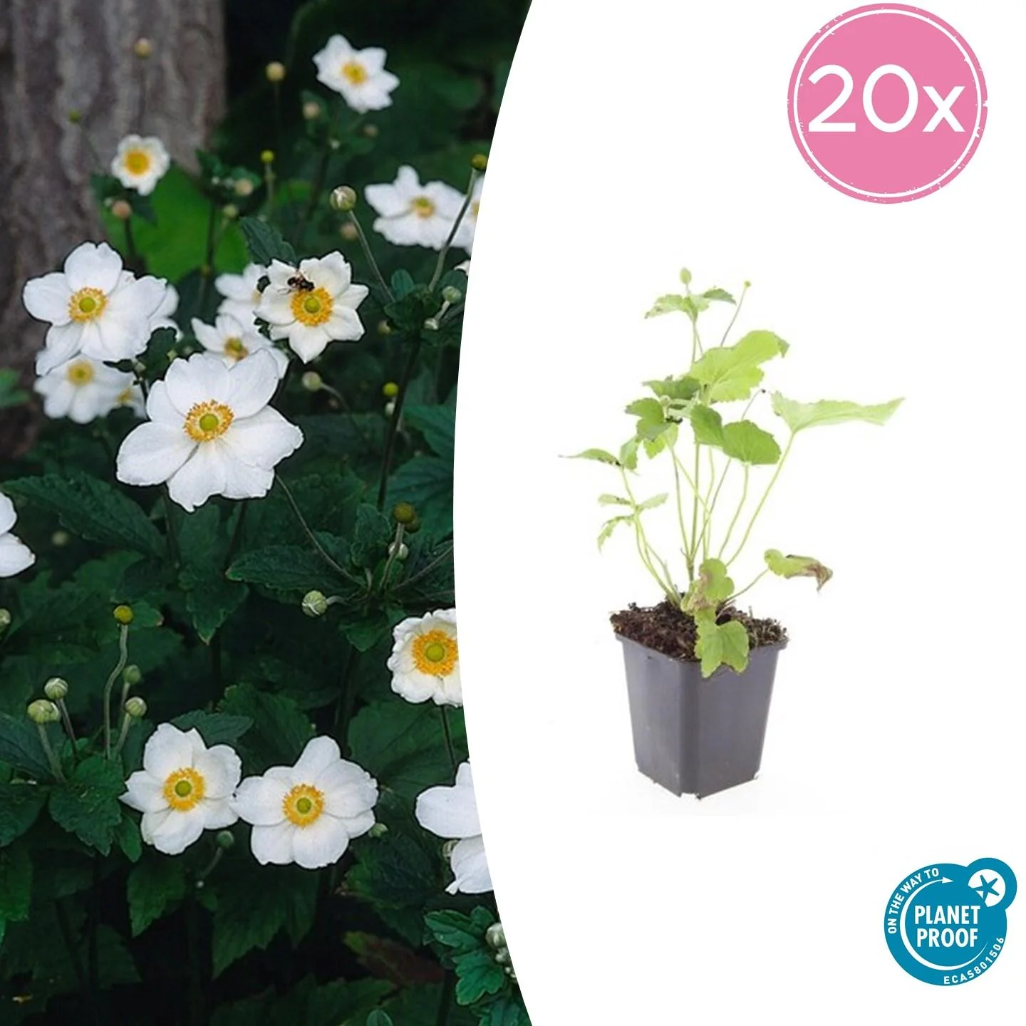 Zierstaude - Herbst-Anemone - Anemone hupehensis 'Honorine Jobert' - 9cm Topf - Set mit 20 Pflanzen - Image 2