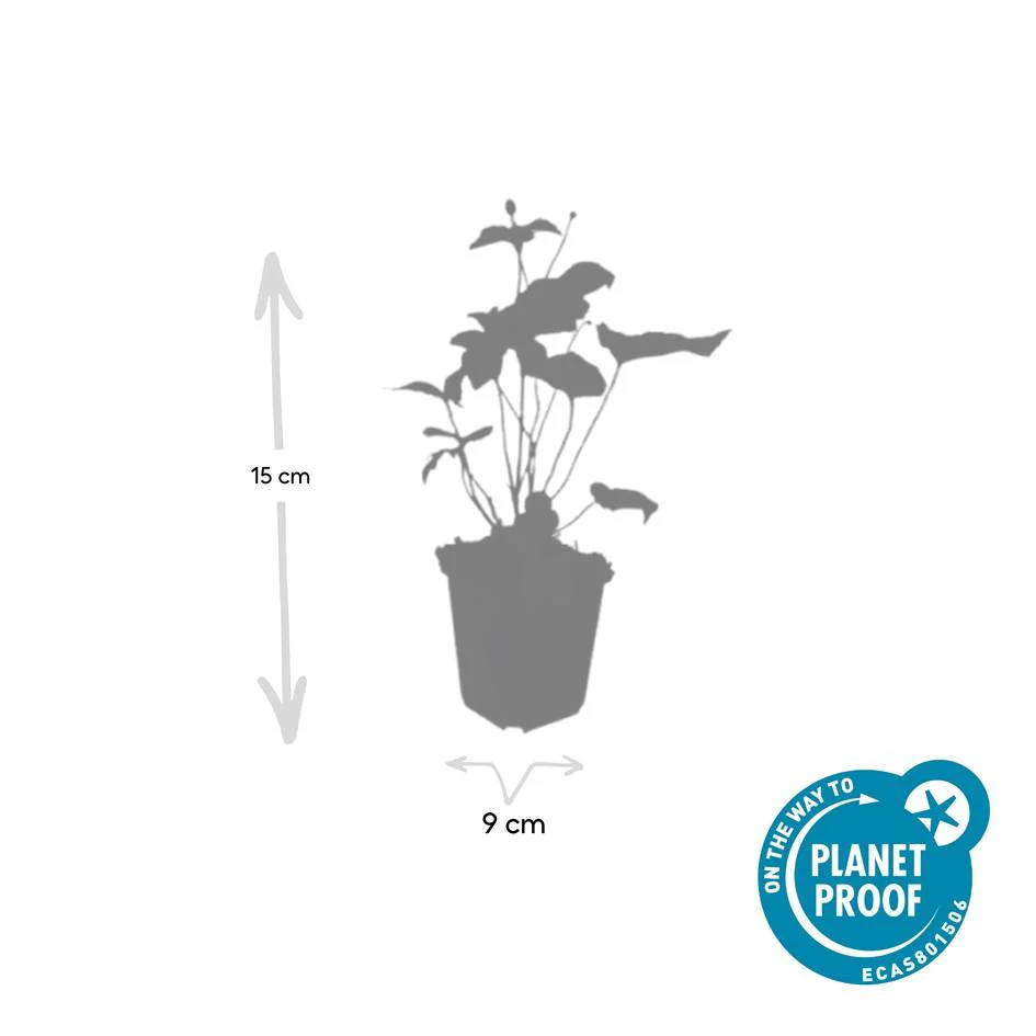 Zierstaude - Herbst-Anemone - Anemone hupehensis 'Honorine Jobert' - 9cm Topf - Set mit 20 Pflanzen - Image 4
