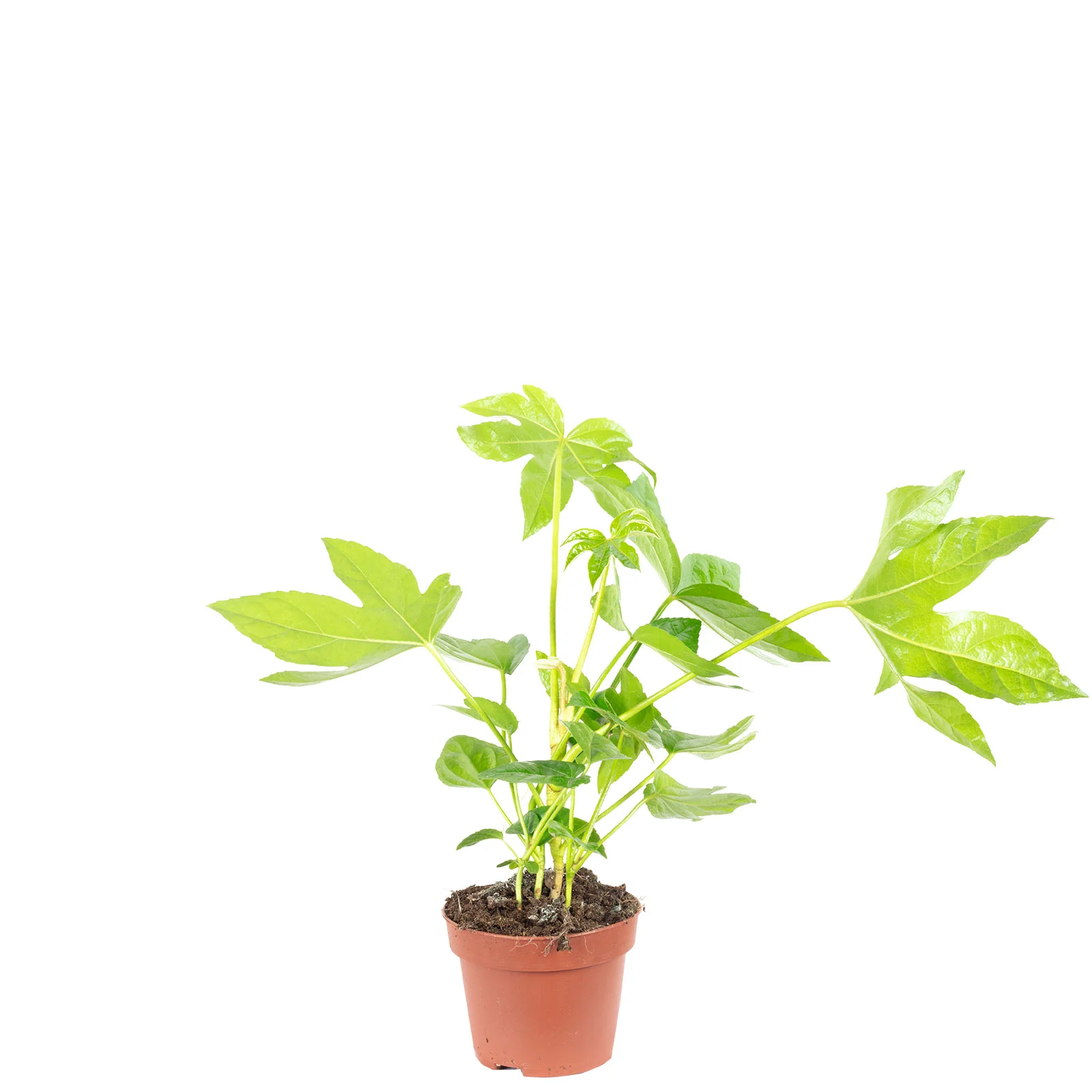 Zimmeraralie - Fatsia japonica - Höhe ca. 45 cm, Topf-Ø 12 cm