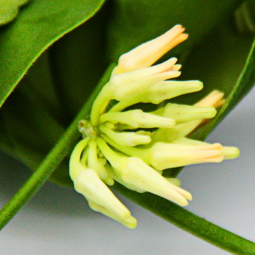 Zimmerpflanze zum Hängen - Dischidia platyphylla - Urnenpflanze - 14cm Ampeltopf - Image 3
