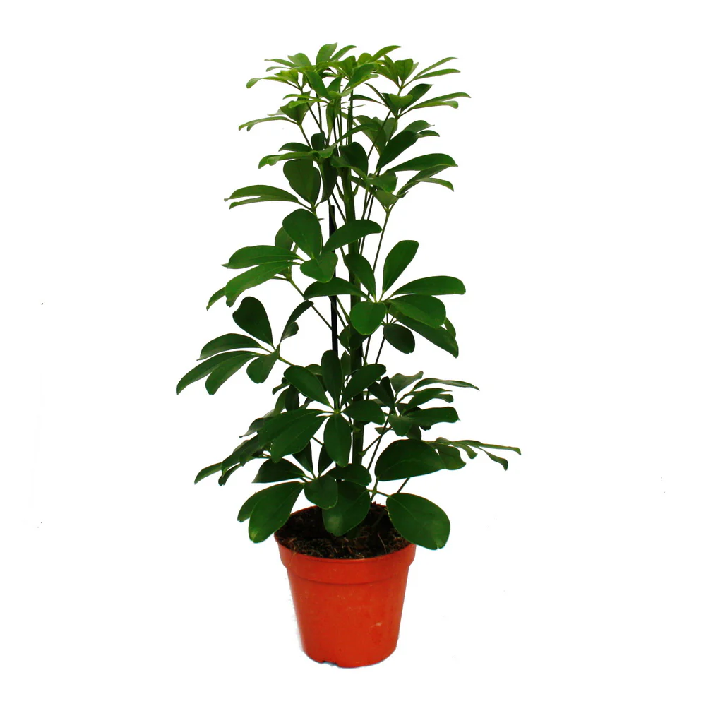 Zimmerpflanzen-Set Grünes Trio Set mit 3 verschiedenen Grünpflanzen Chamaedorea Monstera -Schefflera - Image 4