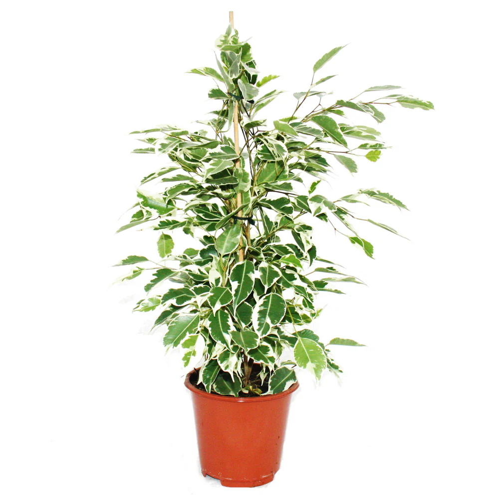 Zimmerpflanzen-Trio Weißbunt Set mit 3 versch. panaschierten Pflanzen Dieffenbachia Schefflera Ficus - Image 2