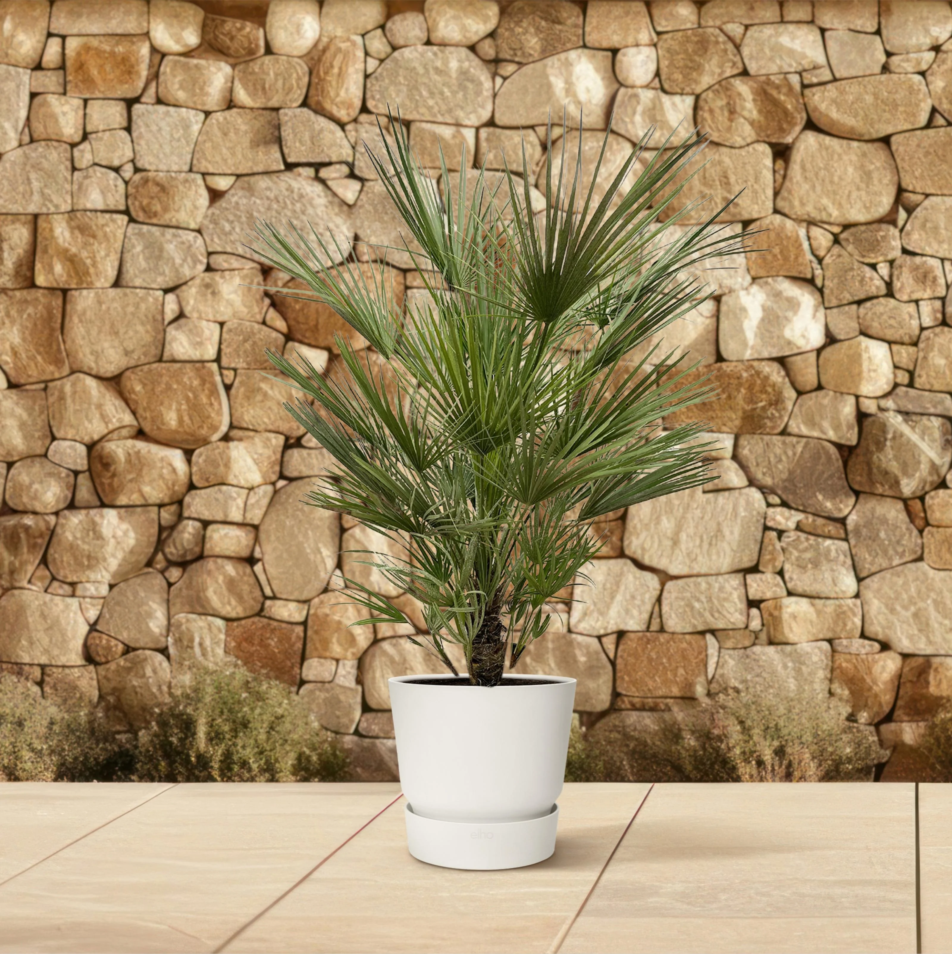 Palmier nain Chamaerops Humilis 21cm pot 100cm de haut - Image 5
